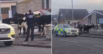 Residents wake up to police outside front doors as herd of cows takes over street