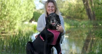 How a brave Labrador left behind in Ukraine made a remarkable journey back to her family