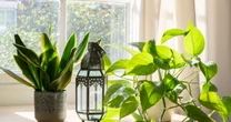 Stop central heating drying out your skin with clever houseplant experts love