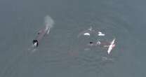 Moment killer whales hunt down dolphin before sharing the catch among themselvesDolphins