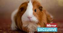 Missing guinea pig found miles away after playing recording of brother squeaking