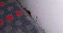 Horror moment passengers find cockroaches spread out on backseat of National Express