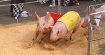 'My Tinder date took me to a pig race on our first date - it didn't work out'