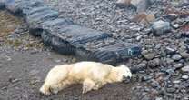 Rare polar bear appears in Iceland for first time in eight years - and police shoot it dead