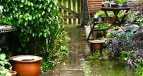 8 things you should always do in your garden after it rains to save time and moneyGardening