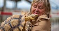 Woman takes giant tortoise, 8, down the pub and on holiday in her caravan