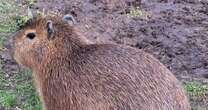 Search for biggest rodent in the world 'danger zone' update after escape from UK zoo