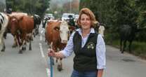 Irate driver leaves farmer stunned with bizarre reaction to cows crossing road