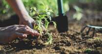 Gardeners told to put tea bags in their gardens this autumn for huge benefitGardening