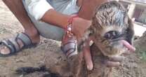 'Mutant alien' goat born with conjoined eyes spooks baffled villagers