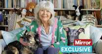 Jilly Cooper's bold sex admission after reading her own raunchy novels 25 years on