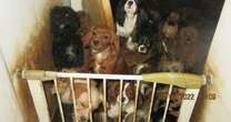 Puppy farm owner kept dogs in 'atrocious' conditions before selling on GumtreeRSPCA