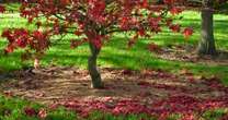 Best time of year to prune acers - and it’s much later than you think