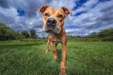 Heartwarming photoshoot gives older rescue dogs a chance to shine