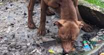 Heartbreak as two dogs abandoned in garage in 'one of worst welfare cases' ever seen