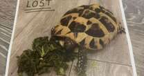 Owner 'hysterical' after being reunited with pet tortoise missing for 18 months Animals