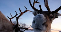 Reindeer have one-of-a-kind eye colour change to help them see in the darkChristmas