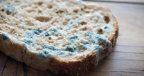Food safety expert shares what can still be eaten even if it is mouldyMould