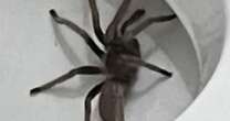 Tourist finds horrific tarantula spider hiding in a toilet during nighttime bathroom dash