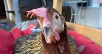 Famous chicken with wonky beak rescued from death's door at horrific commercial egg farm