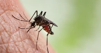 Deadly tiger mosquitoes could reach UK within a few years due to climate change