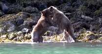 Eight-foot-tall grizzly bears fight just feet away from 'physically sick' tourists