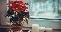 Poinsettia warning as common mistake will kill your plant this Christmas