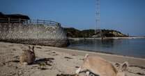 The dark past behind ‘Poison Gas Island’ unpopulated by humans and removed from the map