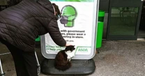 Cat named Jerry who loves Asda becomes local celeb after being abandoned at side of road