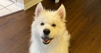 Woman whisks dog to the groomer - but doesn't recognise him when he comes out