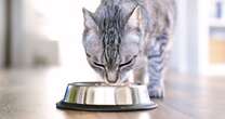 Pet owners outraged as size of popular cat food shrinks but price stays the same