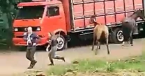 Terrifying moment huge swarm of killer bees attacks horseriders at cowboy roundup
