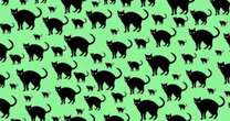 You have razor-sharp vision if you can spot rat hiding in mind-boggling optical illusionBrainteasers