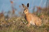 Can you match these iconic UK animals to their homes on the map?