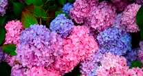 ‘Magic’ kitchen scrap will turn your hydrangeas from pink to blueGardening