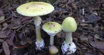 'I found world's most deadly mushrooms growing in UK - just a tiny amount could kill you'Food