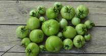 Monty Don’s ‘brilliant’ last ditch advice to make green tomatoes turn red