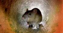 Keep rats and mice out of your house with natural item they're 'terrified' ofRats