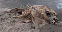 Mysterious 'massive' sea creature washes up on beach - and nobody knows what it isAustralia