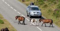 'Magical’ village where ponies roam cobbled streets and homes are thatched cottages