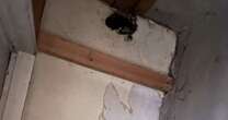 Family's 'horror movie' life after rats chew holes through bedroom ceilingRats