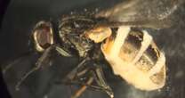 Horror moment 'zombie fungus' eats flies alive before seizing control of their brains