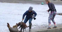 Lawyer whose dog violently mauled Freddie Mercury the seal will not face criminal action