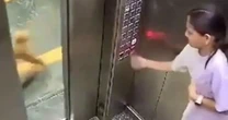 Girl savaged by pet dog in horror lift attack before hero neighbour comes to the rescue