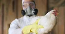 Bird flu outbreak sees three more humans test positive as H5N1 virus tears through farms
