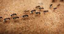 Clever 20-second method banishes ants from your home and gardenGardening