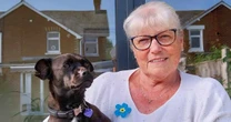 Dog owners warned as deadly plant leaves pet with 'weeping blisters' after hot weather walk