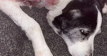 Dog mauled by 'XL bully' in horror attack as locals left 'terrified' to leave their homeXL Bully