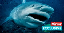 Tobago shark attack that left Brit fighting for life 'possibly caused by illegal turtle nest destruction'