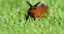 Bizarre 'vampire trick' can banish pesky slugs from your garden for goodGardening